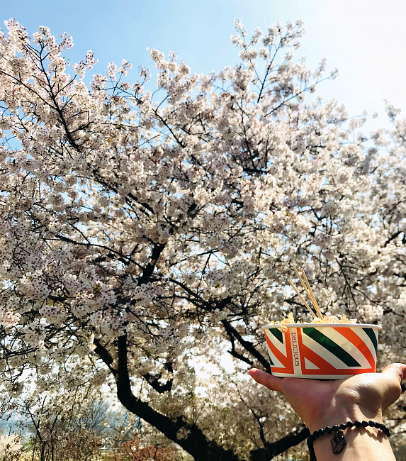 Bunga Sakura di Korea
