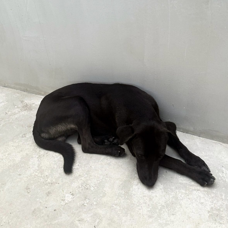 Perro yang menjadi anjing ikonik di Jinny's Kitchen