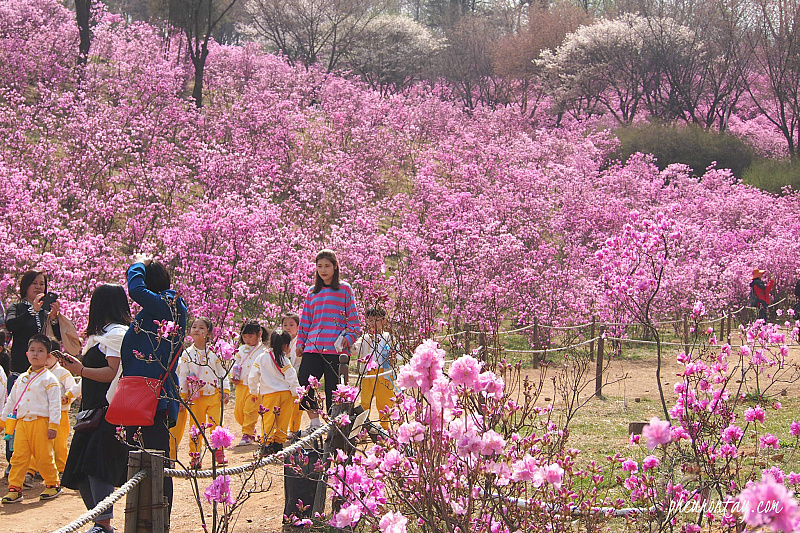 Wonmi Mountain Azalea Festival