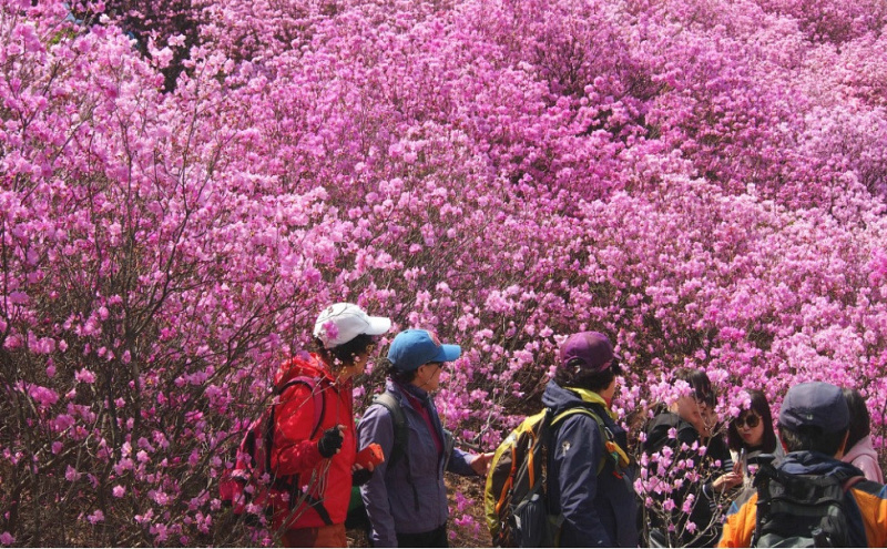 Wonmi Mountain Azalea Festival