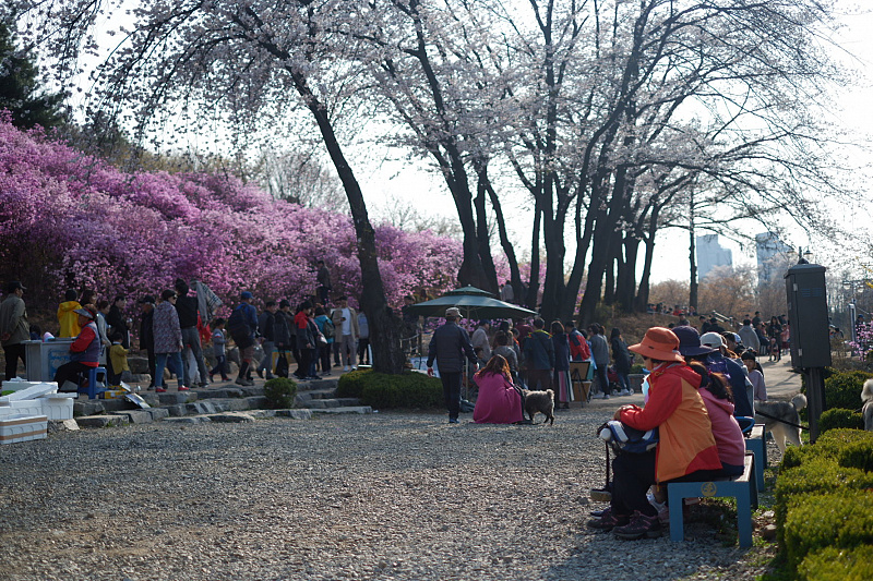 Wonmi Mountain Azalea Festival