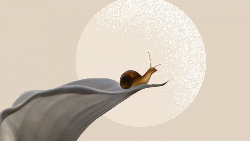 apa itu snail mucin