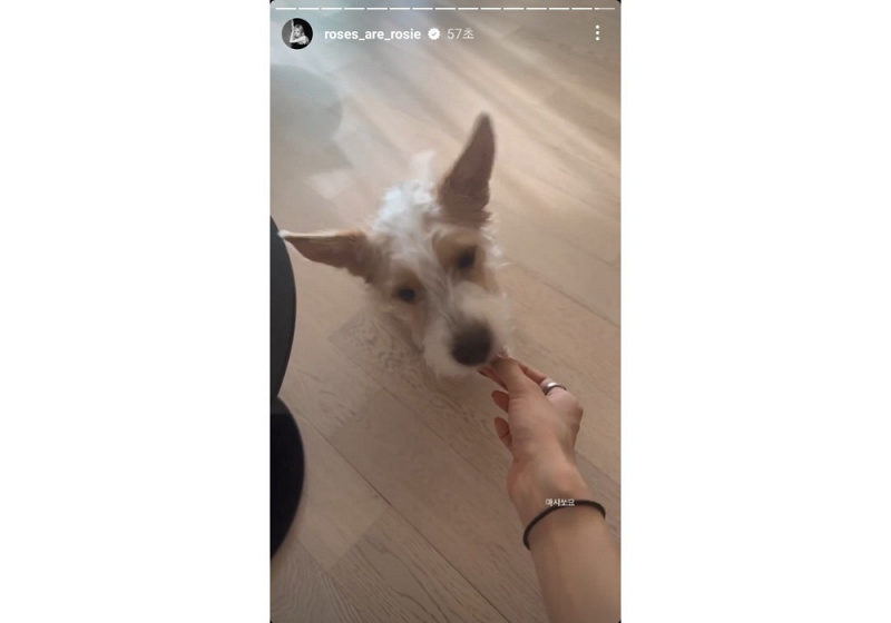 Update Instagram Rose BLACKPINK