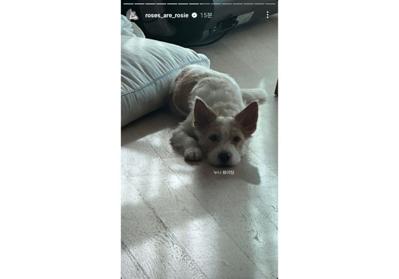 Update Instagram Rose BLACKPINK