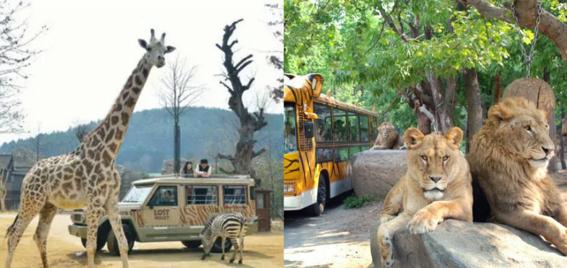 Tempat Wisata untuk Animal Lovers 