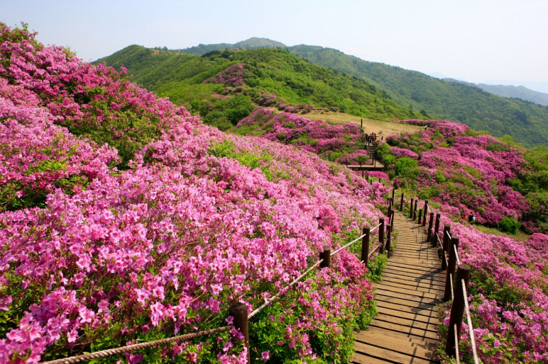 spot hiking korea di gunung jirisan